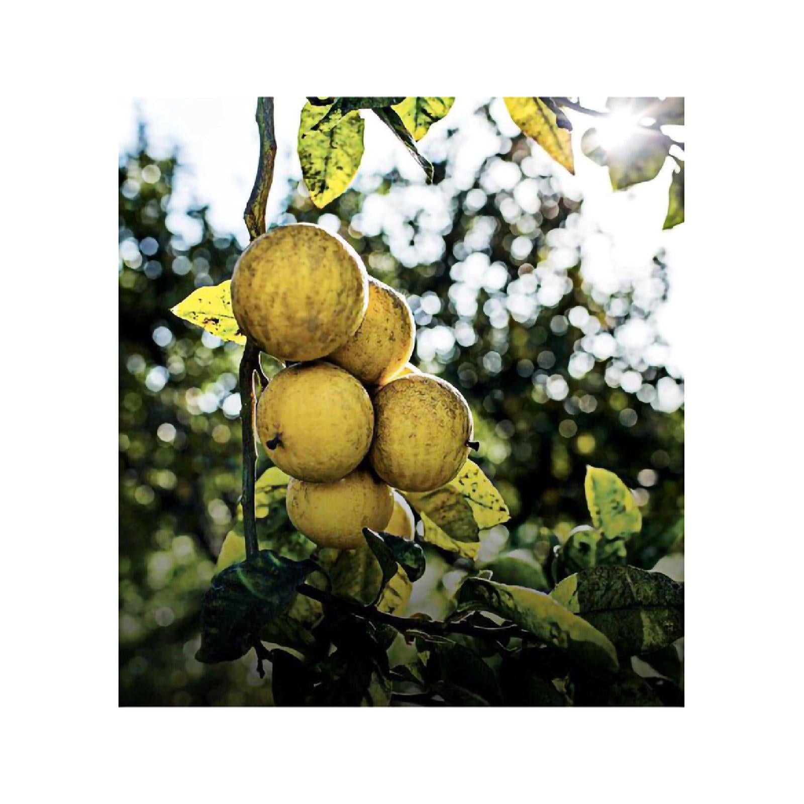 Dior Eau Sauvage Eau de Toilette for Men