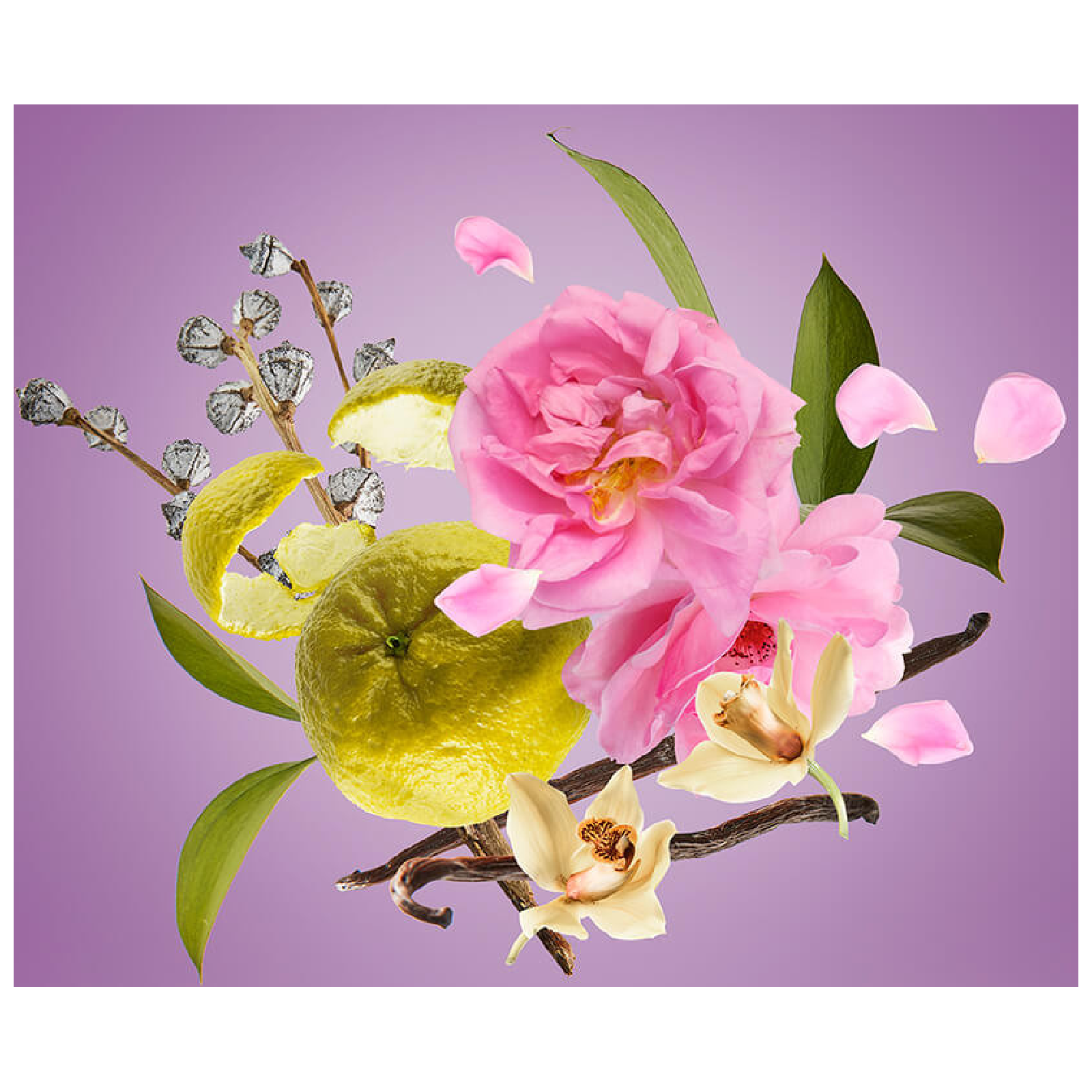 Xerjoff Casamorati La Tosca Eau de Parfum for Everyone