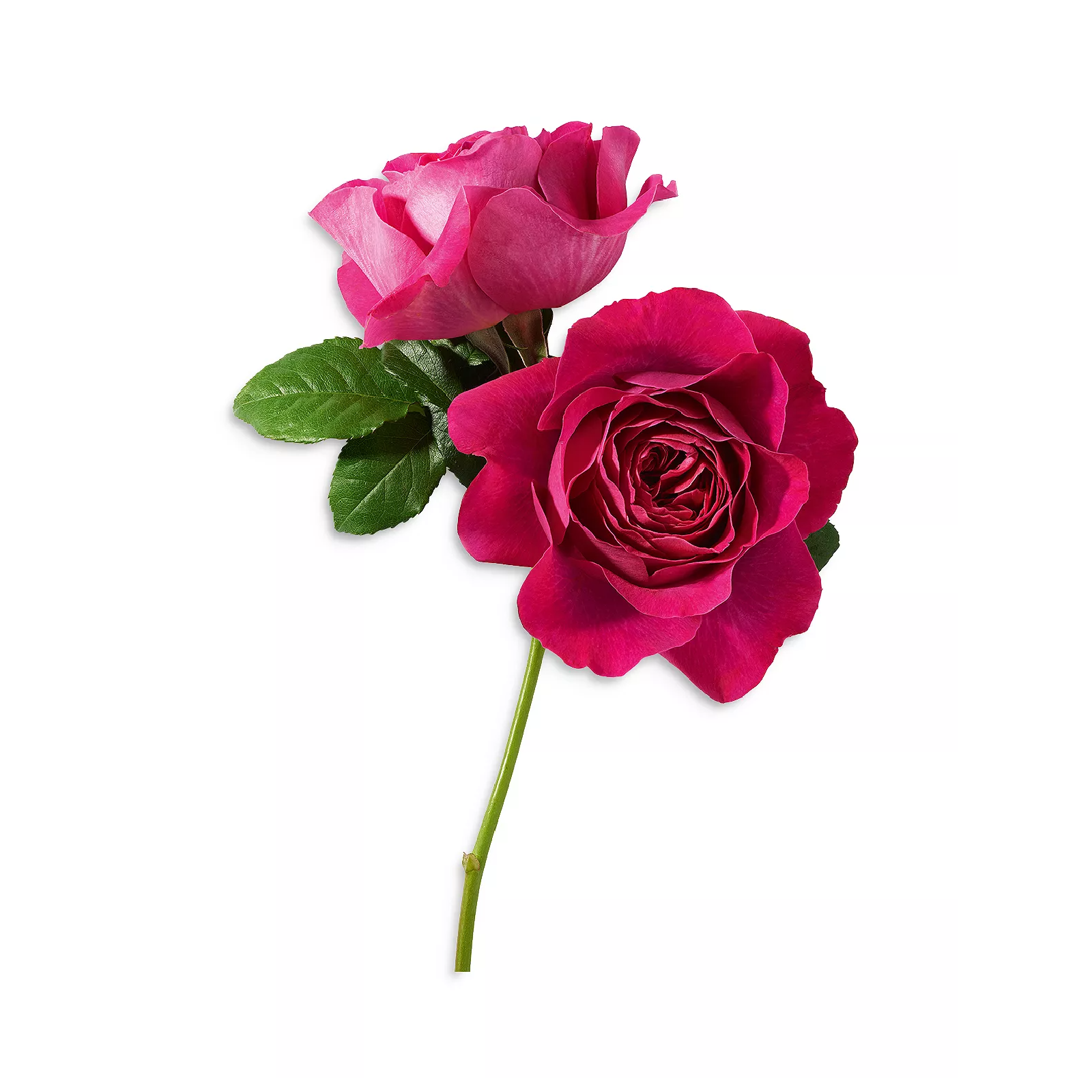 Lancome Tresor Midnight Rose Eau de Parfum for Women