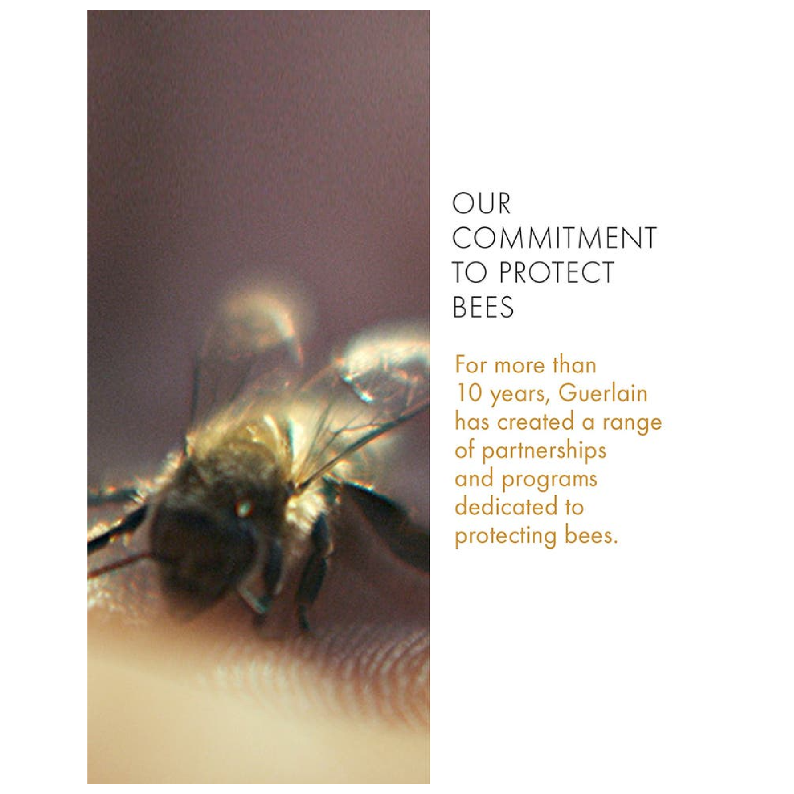 Guerlain Abeille Royale Day Cream Age-Defying Programme Gift Set Gift Set for Women