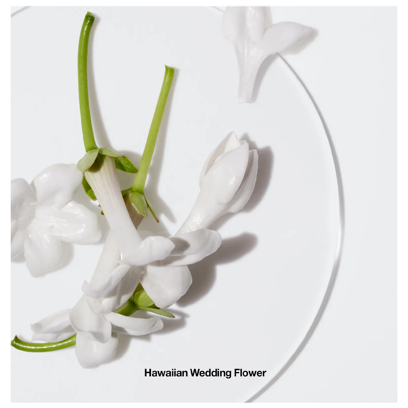 Clinique Happy Parfum for Women