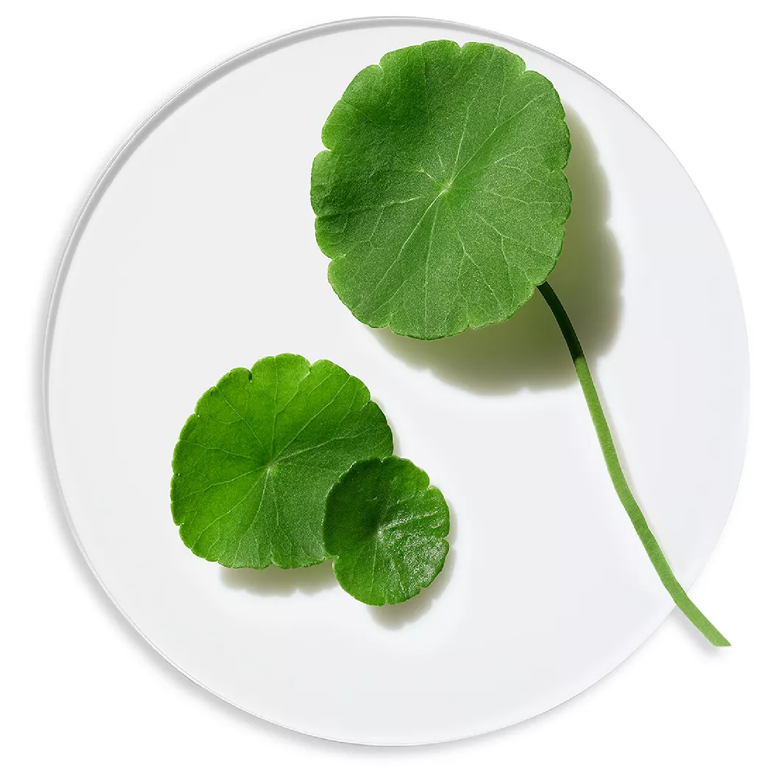 Clinique Moisture Surge 72 Hr Lipid Replenishing Hydrator