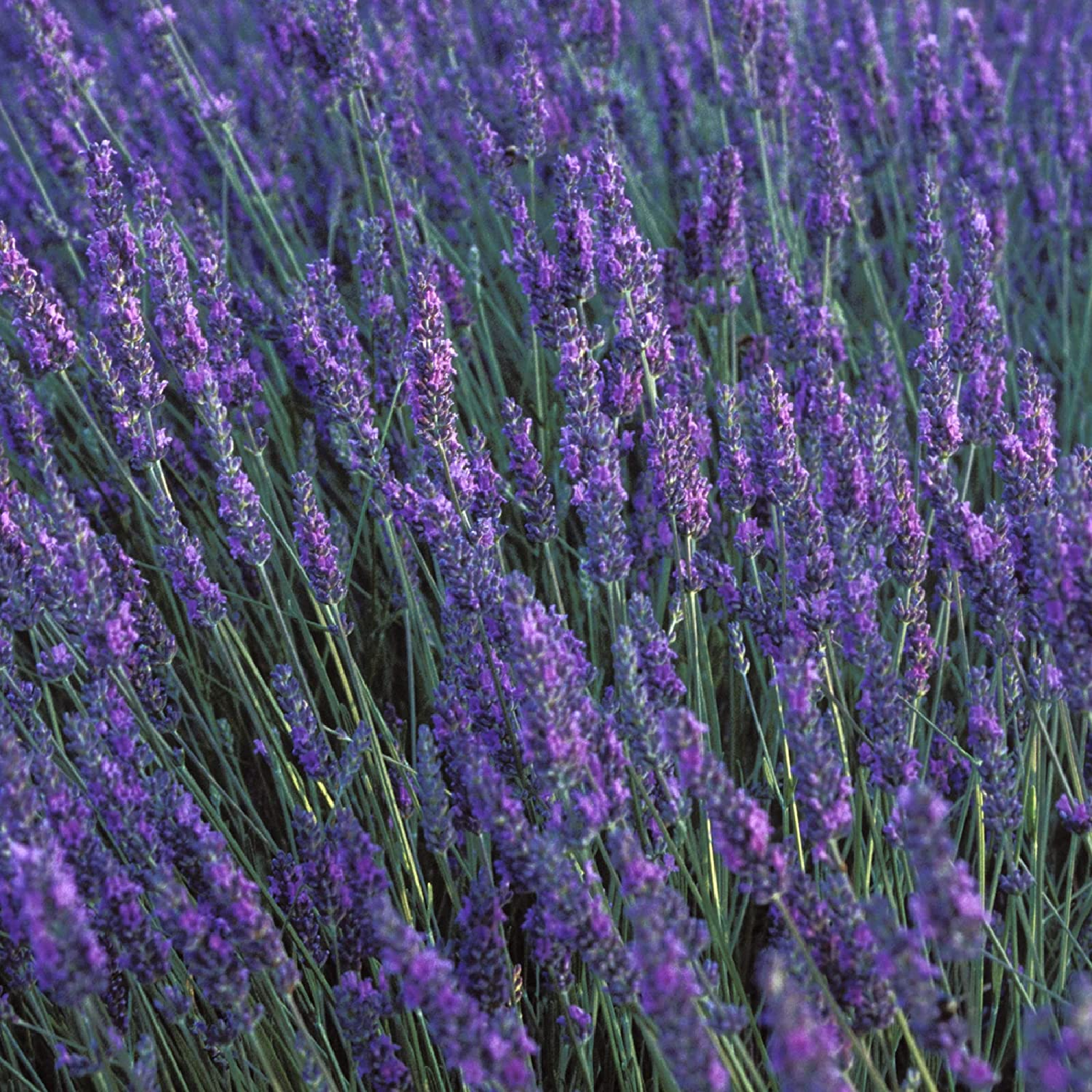 Liz Claiborne Curve Black Cologne for Men