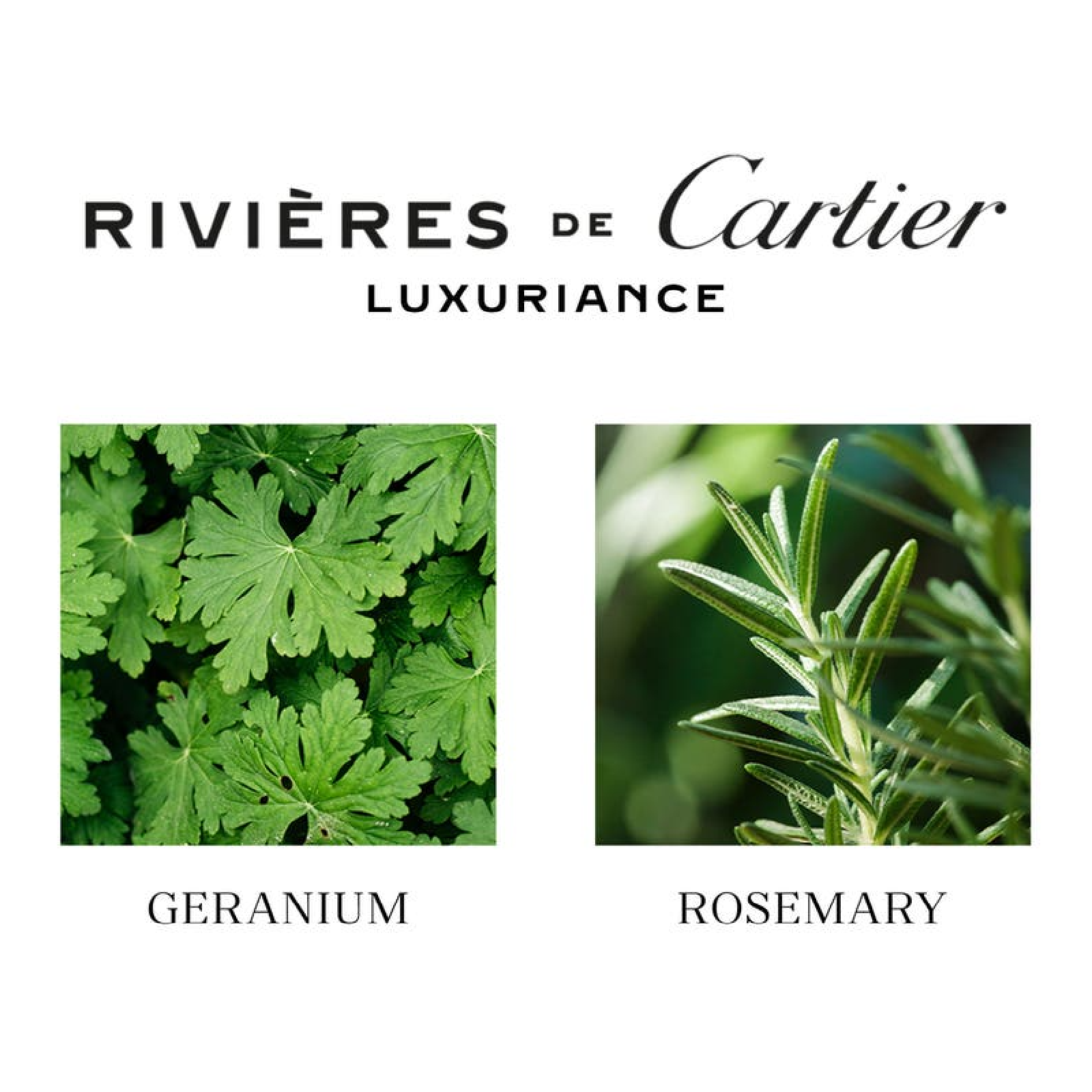 Cartier Rivieres De Luxuriance Eau de Toilette for Men