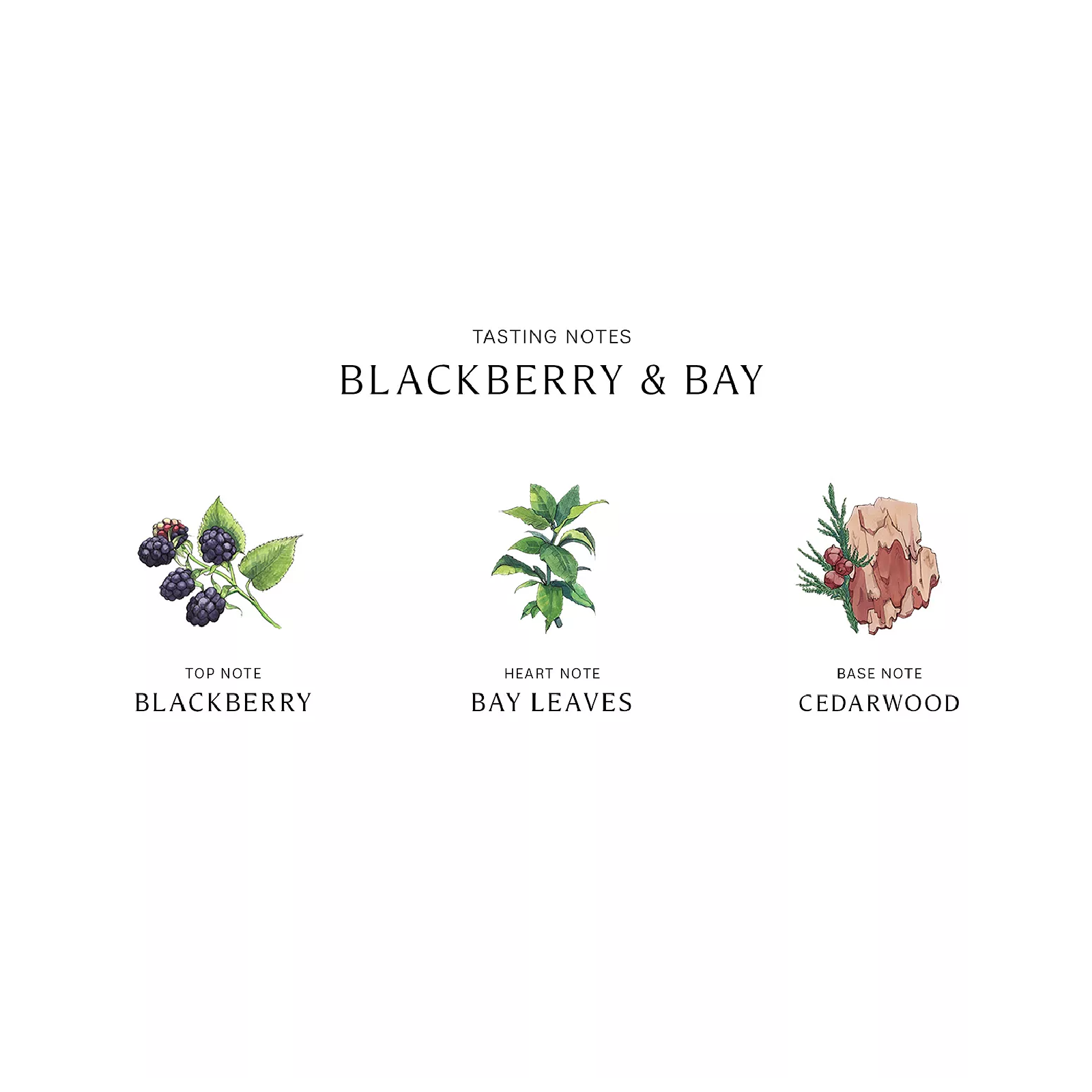Jo Malone Blackberry & Bay Cologne Eau de Cologne for Women