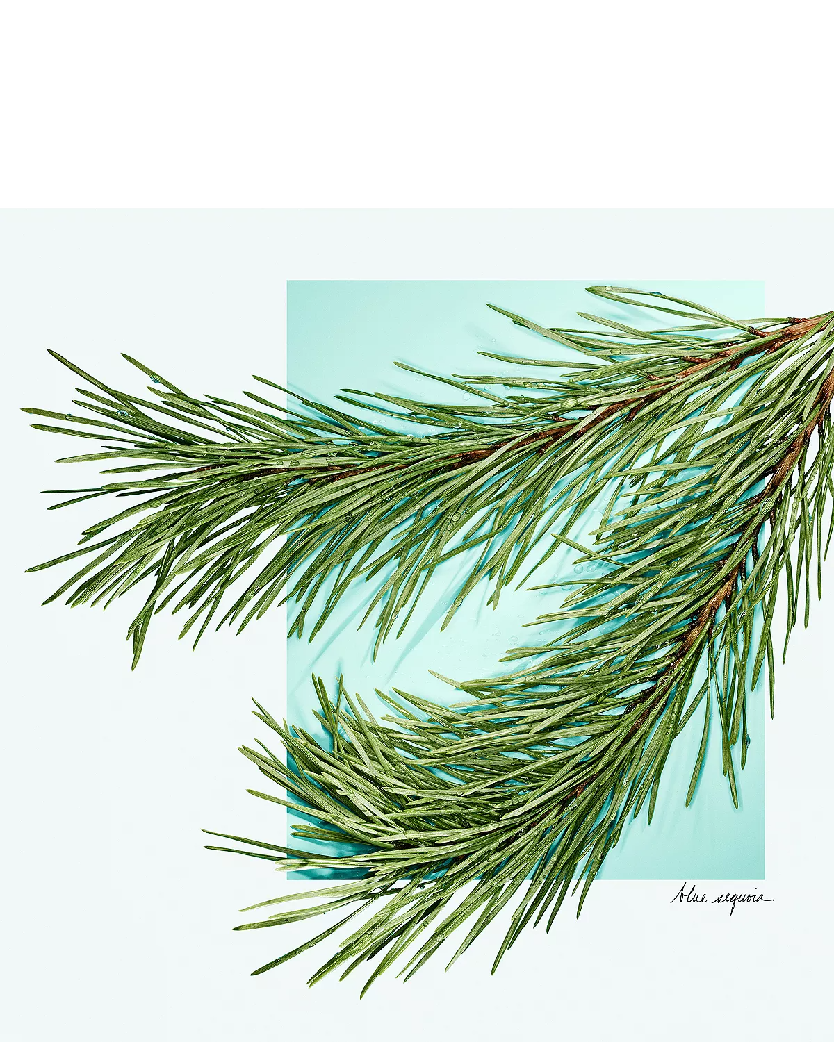 Tiffany Love Eau de Toilette for Men