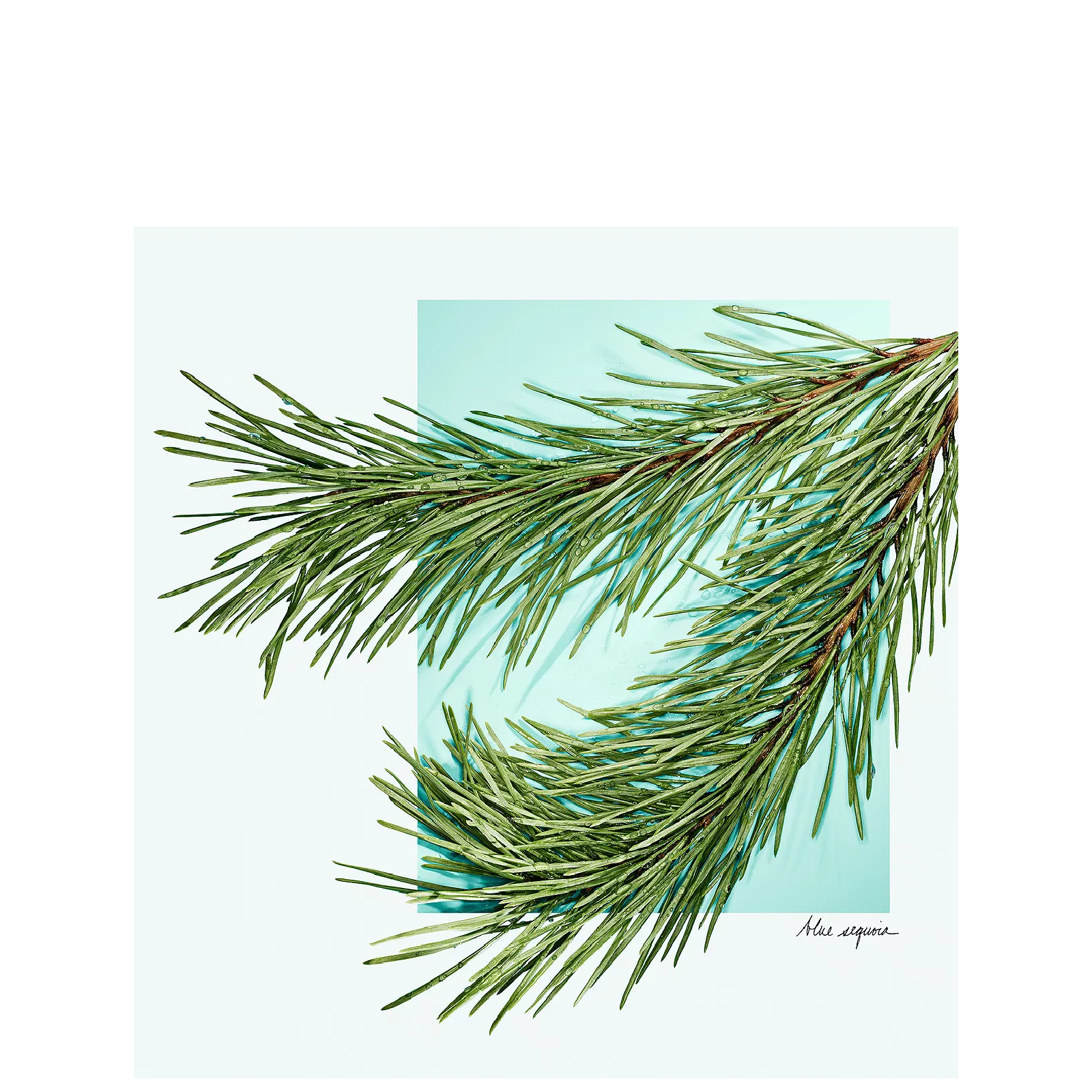 Tiffany Love Eau de Toilette for Men