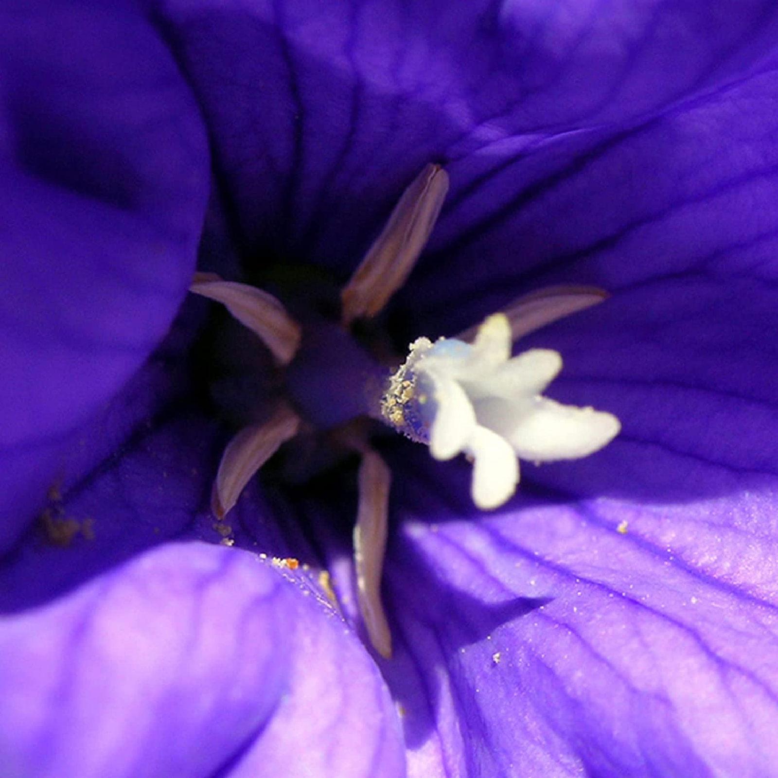 Liz Claiborne Curve Black Cologne for Men