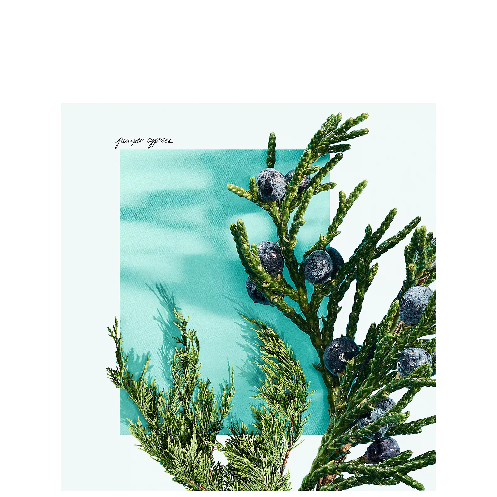 Tiffany Love Eau de Toilette for Men